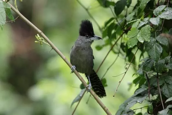 Línea de Investigación 1