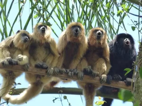 Línea de Investigación 4