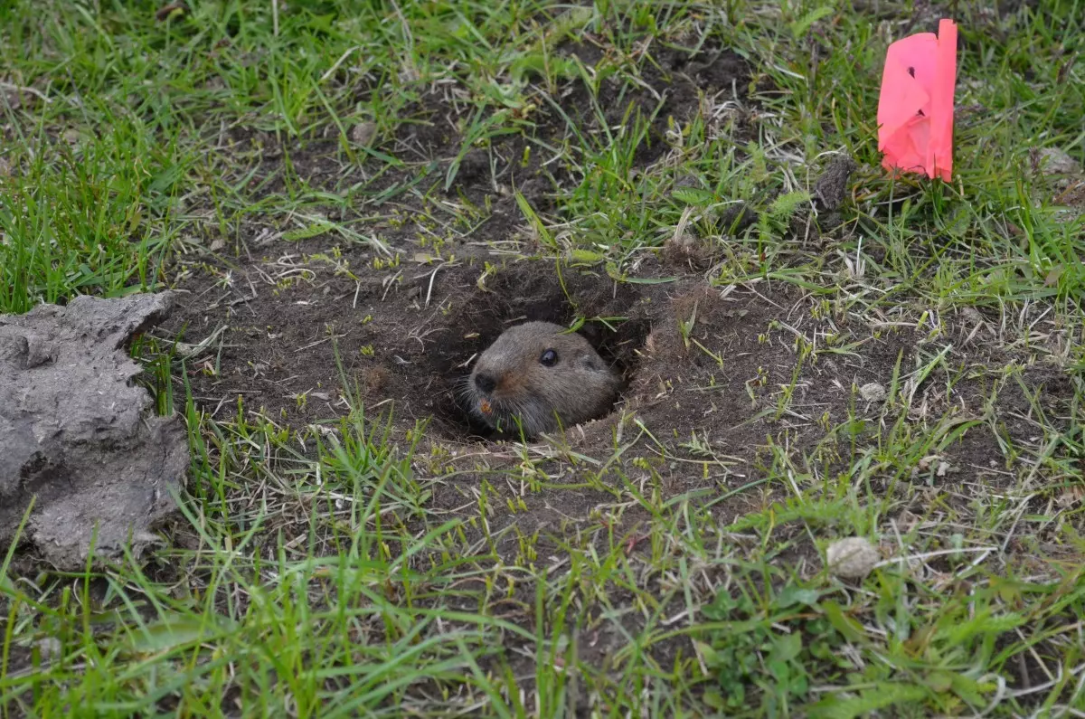 Línea de Investigación 5