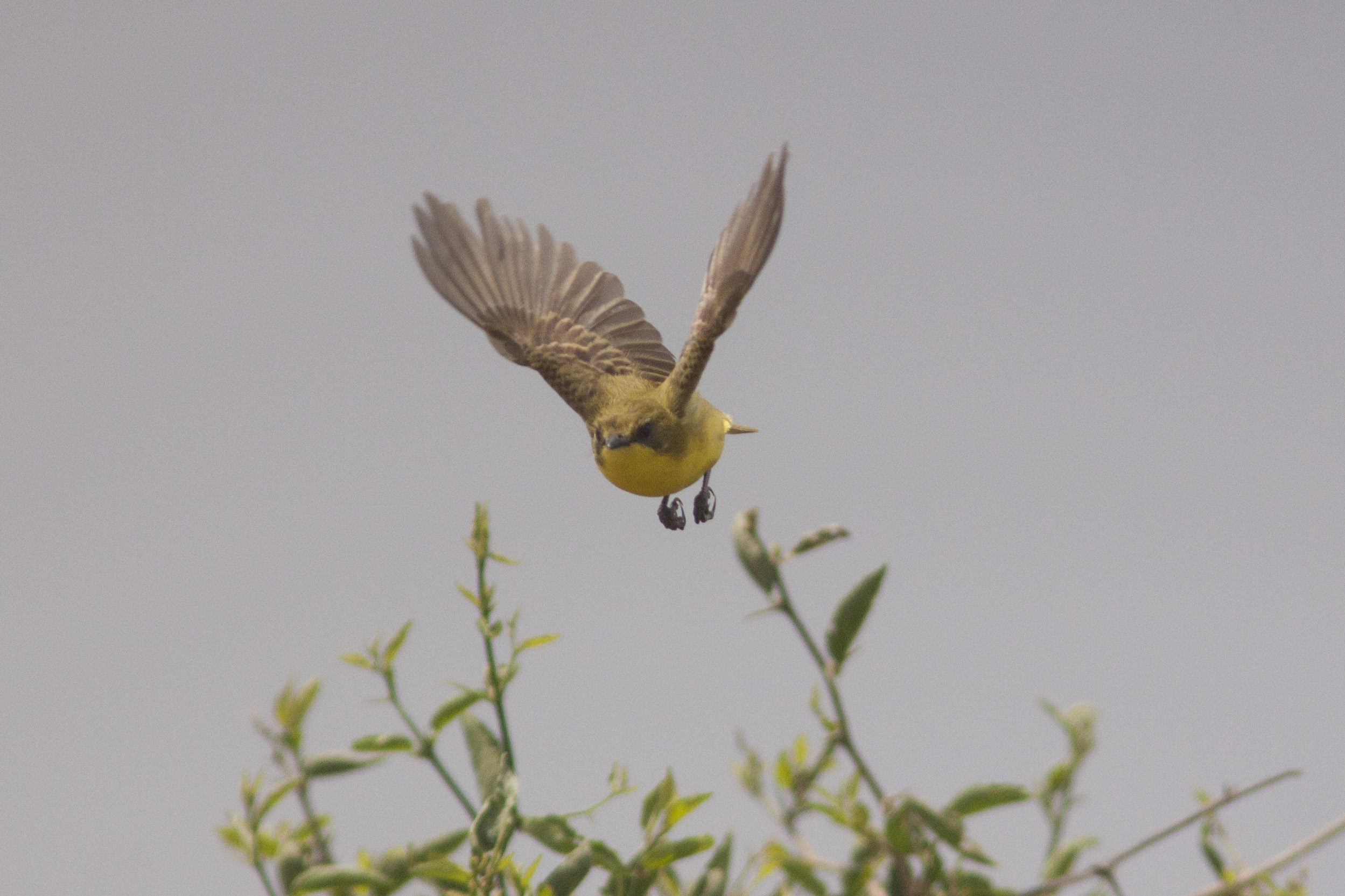 Línea de Investigación 2